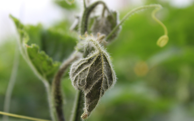 用病毒檢測(cè)儀為植物查明“病因”(植物病害檢測(cè)儀可以檢測(cè)哪些?) 用病毒檢測(cè)儀為植物查明“病因”(植物病害檢測(cè)儀可以檢測(cè)哪些?)