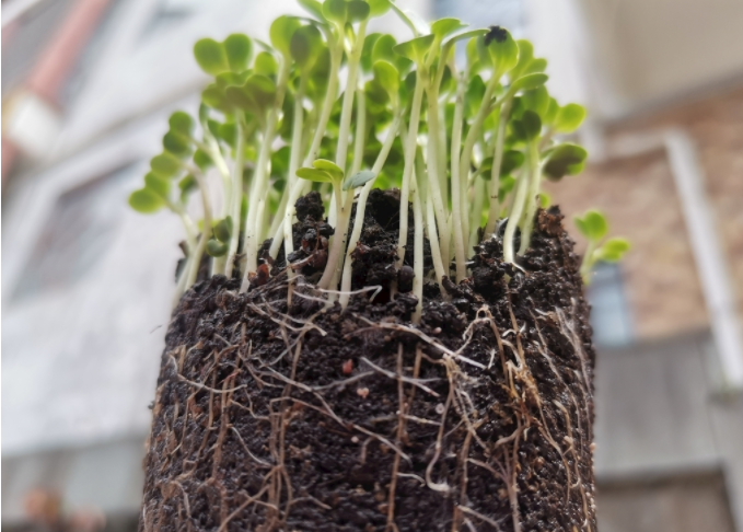 根系分析儀是什么?植物根系掃描系統(tǒng)可測(cè)量范圍介紹 根系分析儀是什么?植物根系掃描系統(tǒng)可測(cè)量范圍介紹