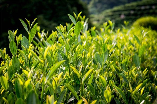 長(zhǎng)興雨潤(rùn)荼葉生產(chǎn)地配置農(nóng)藥殘留檢測(cè)儀提升茶葉銷售市場(chǎng) 長(zhǎng)興雨潤(rùn)荼葉生產(chǎn)地配置農(nóng)藥殘留檢測(cè)儀提升茶葉銷售市場(chǎng)