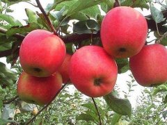 便攜式食品快速檢測(cè)儀器篩選出好蘋果 便攜式食品快速檢測(cè)儀器篩選出好蘋果
