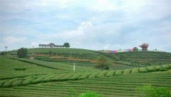 茶葉農(nóng)殘檢測(cè)儀檢測(cè)南寧萬(wàn)古茶園茶葉農(nóng)殘 茶葉農(nóng)殘檢測(cè)儀檢測(cè)南寧萬(wàn)古茶園茶葉農(nóng)殘
