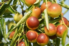 沾化冬棗農(nóng)殘檢測(cè)使用蔬菜農(nóng)殘檢測(cè)儀器 沾化冬棗農(nóng)殘檢測(cè)使用蔬菜農(nóng)殘檢測(cè)儀器